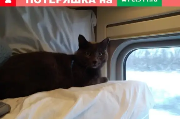 Пропал кот Тема в Абинске на ул. Шевченко