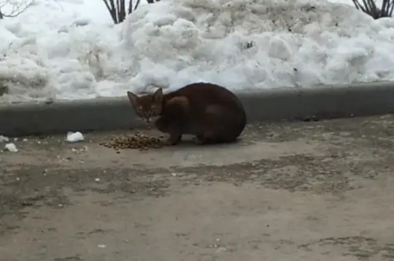 Найдена абиссинская кошка в Южном Бутово, Чечерский проезд 128 к 2