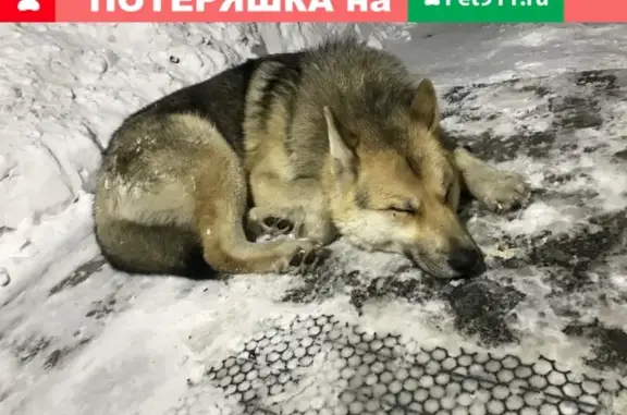 Собака найдена на ул. Партизанская, 142