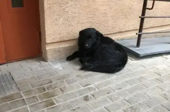 Собака лежит у подъезда на Набережной пр. в Химках