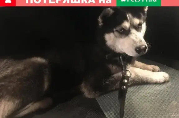 Найдена собака породы Хаски в Раменском районе