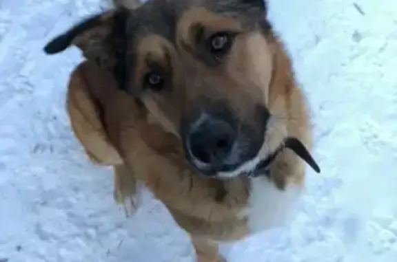 Потерянные животные Канск, фото: Пропала собака в Канске, на ошейнике мет.клепки, белый галстук на груди