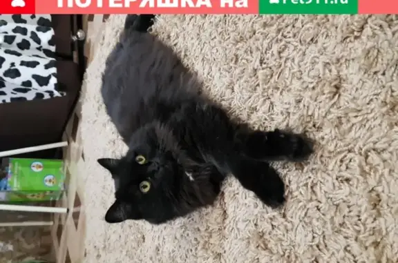 Кошки потеряшки, Мичуринск, фото: Потеряшка кошка Муся на ул. Парковой