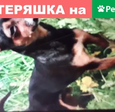 Пропала собака в Мытищах на улице Колпакова, 12