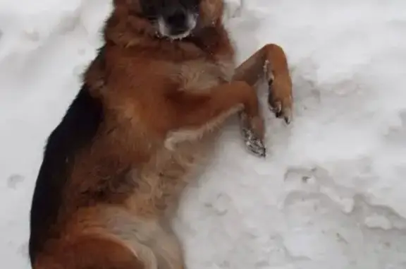 Собаки потеряшки, Омск, фото: Потеряшка собака на 23-й Марьяновской, Омск