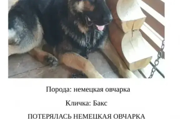 Пропала собака Бакс в Казани