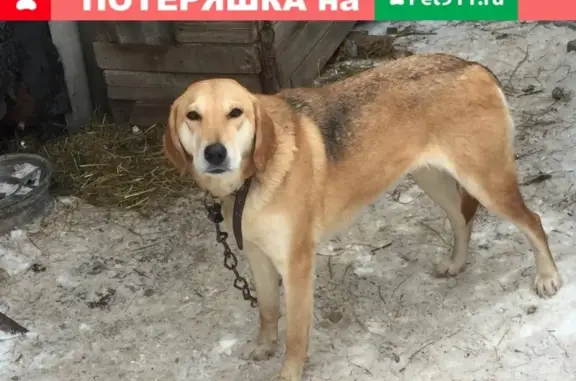 Собаки потеряшки, Малое Сытьково, фото: Потеряшка собака в Малом Сытьково, Московская обл.