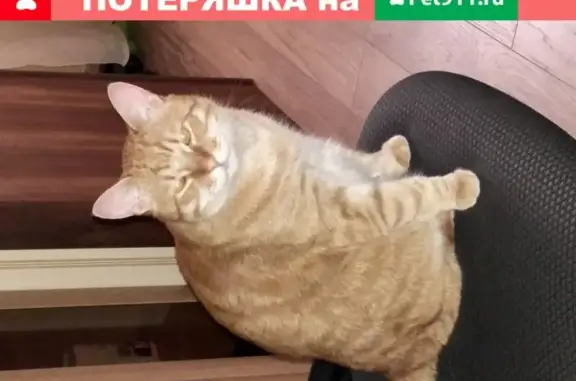 Кошки потеряшки, Санкт-Петербург, фото: Потеряшка кот Кузя на Лебединой, 12/4