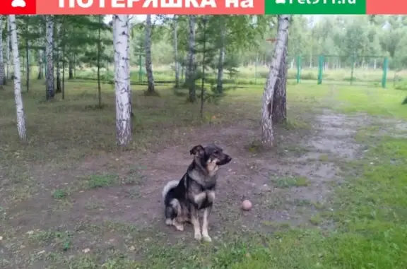 Пропала собака Джем в Тальменском районе, Алтайский край.