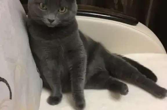 Собаки потеряшки, Нижний Новгород, фото: Потеряшка собака Моня, серый окрас, автозаводский район, ул. Лескова, д. 62.