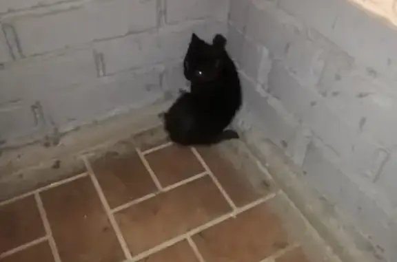 Найдена кошка на ул. Льва Толстого, 38Б