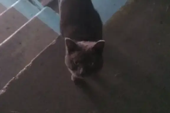 Найден кот британской породы в Чите, нужен приют