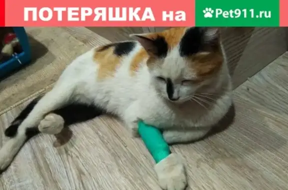 Кошка найдена на ул. Чапаева/Рабочая, г. Саратов
