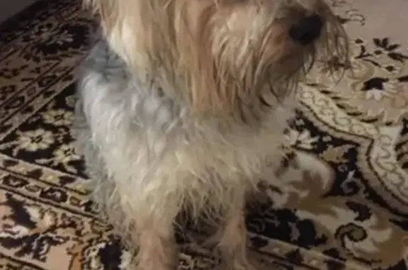 Найденные животные Сызрань, фото: Собака Йоркширский терьер найдена на пр. 50 лет Октября, 77