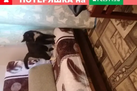 Найдена молодая черная кошка с белыми лапками в Малоярославце