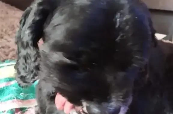 Пропала собака Харакрет в Хабаровске, Стрелочный проезд 5