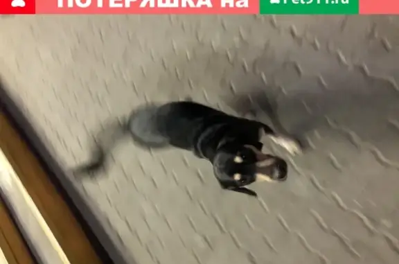 Найдена собака в Северном м-не, р-н Соц. рынка, Хабаровск