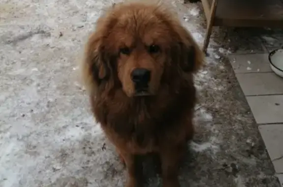 Пропала собака Тима в Пензе, Весёловка.