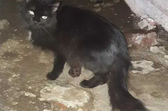 Пропала кошка на Тимуровской в Царицыно (Москва)