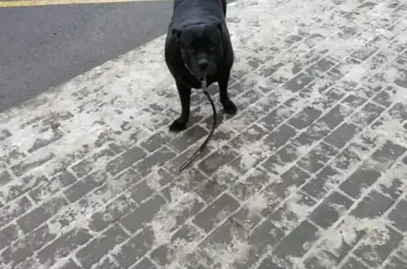 Собака найдена на улице Доватора, Липецк
