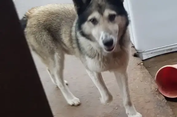 Найдена собака в Заволжском районе, ищет хозяина