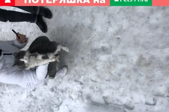 Найдена кошка возле Ершова 49 в Казани
