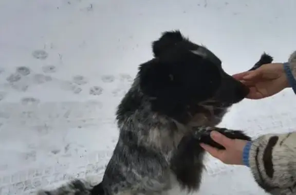 Найдена собака в Тверской области!