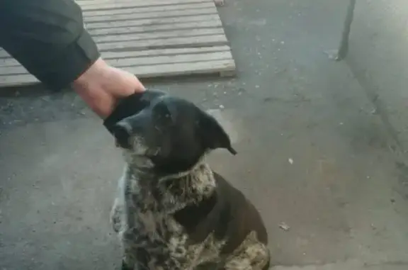 Умный пес ищет дом в Пятигорске