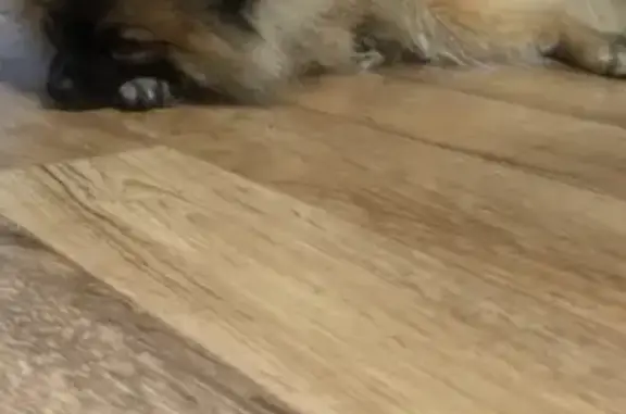 Собаки потеряшки, , фото: Потеряшка Шпиц с ошейником в Лениногорске