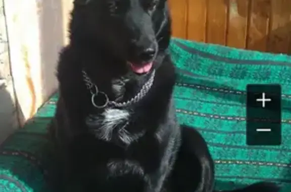 Пропала собака Мерри в Московской области