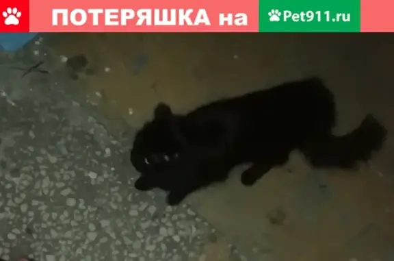 Найдена кошка на ул. Губкина, 23