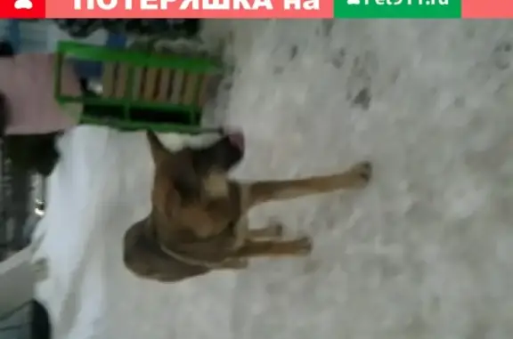 Найдена собака в районе 6 к/кса в Н. Челнах