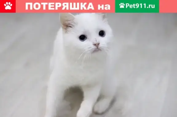 Кошки потеряшки, Санкт-Петербург, фото: Потеряшка белая кошка с голубыми глазами в СПб, возможно в районе Дрезденской улицы или передана женщине из Ушково.