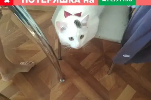 Кошки потеряшки, Чебоксары, фото: Потеряшка кошка в Чебоксарах, белого цвета с темным пятном на ухе и зеленым хвостом.