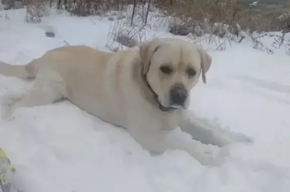 Пропала собака Тимка в Исаково, Владимирская обл.