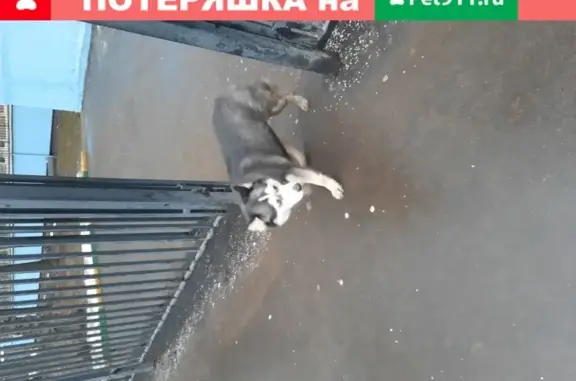 Собака найдена на ул. Домодедовская, р-н Поликлиники 166, Москва