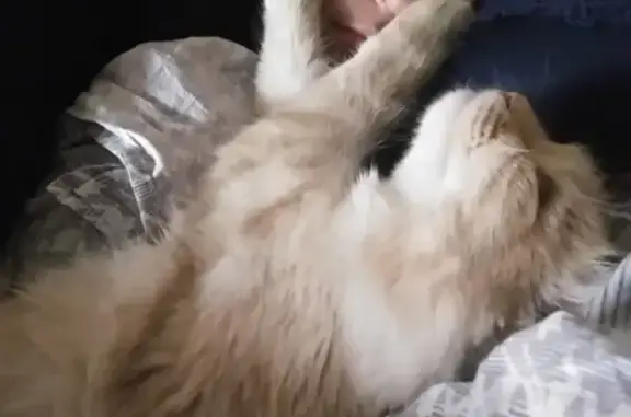 Кошки потеряшки, Екатеринбург, фото: Потеряшка кошка Нафаня на Летней улице, Екатеринбург.