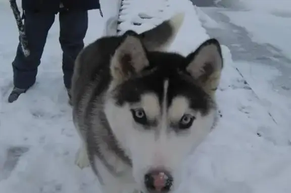 Собаки потеряшки, , фото: Потеряшка хаски в Рефтинском районе, голубые глаза
