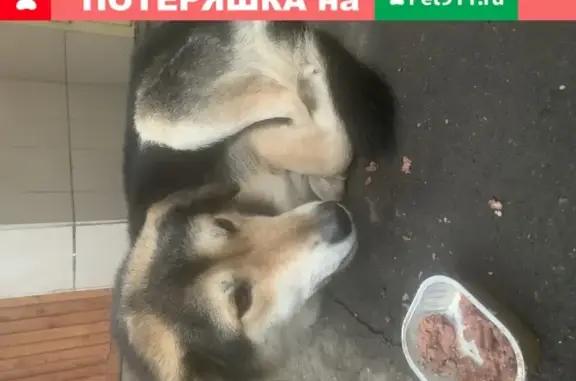 Найдена собака на Ярославском шоссе (Москва)