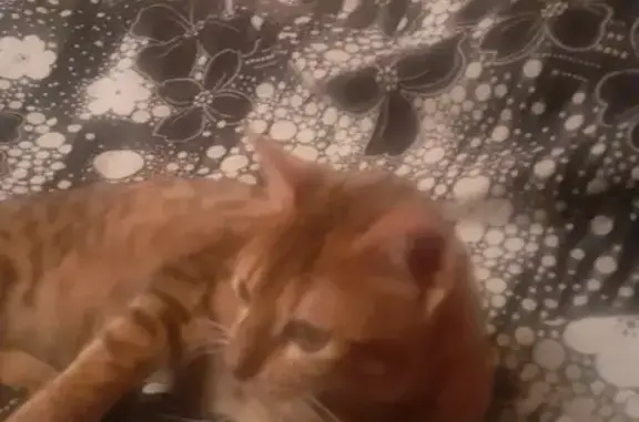 Найдена бенгальская кошка в Перловке, Мытищи.