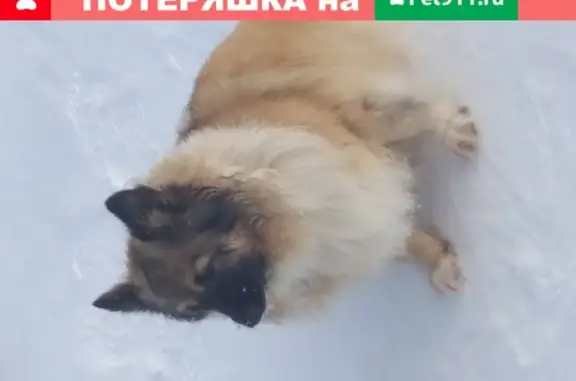 Пропала рыжая собака с белым воротником в Дятлово, Московская обл.