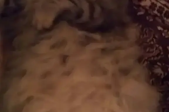 Потерянные животные Ишим, фото: Пропала кошка в Ишиме, Тюменская обл.