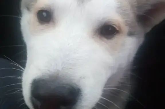 Пропала собака Тайгер в Аскизском Тракте, Хакасия