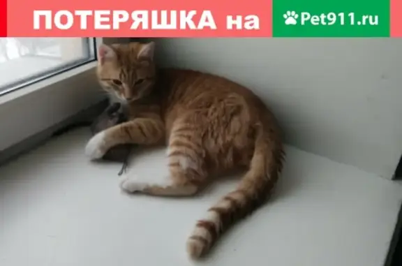 Найден котенок на ул. Космонавта Волкова, 5к1