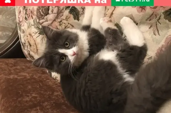 Кошки потеряшки, Южно-Сухокумск, фото: Потеряшка кошка Жужушка, Южно-Сухокумск, ошейник желтый
