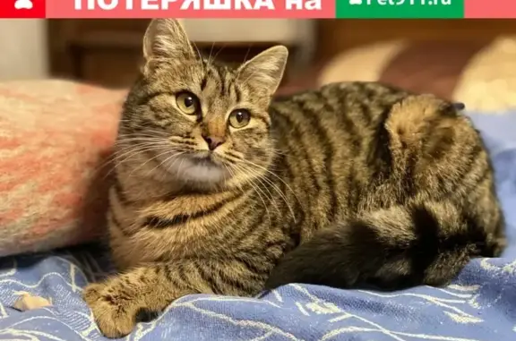 Найдена домашняя кошка на ул. Азовская, Анапа