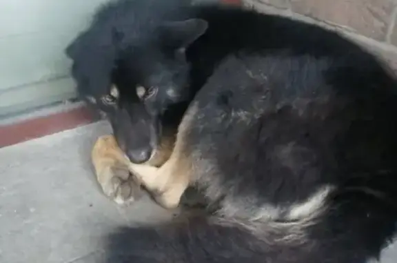 Найдена собака в Ворошиловском районе, Донецк!