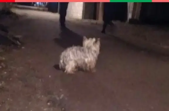 Пропала собака у ЖК Мурино в Ленобласти