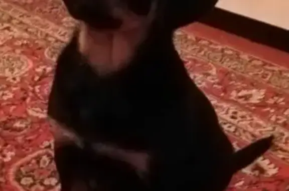 Собаки потеряшки, , фото: Потеряшка щенок ротвейлера в Шахтах, Россия