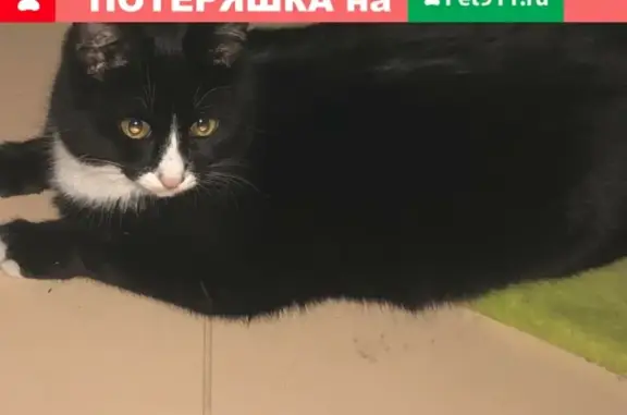 Найден ухоженный котик на ул. Ленина в Анапе
